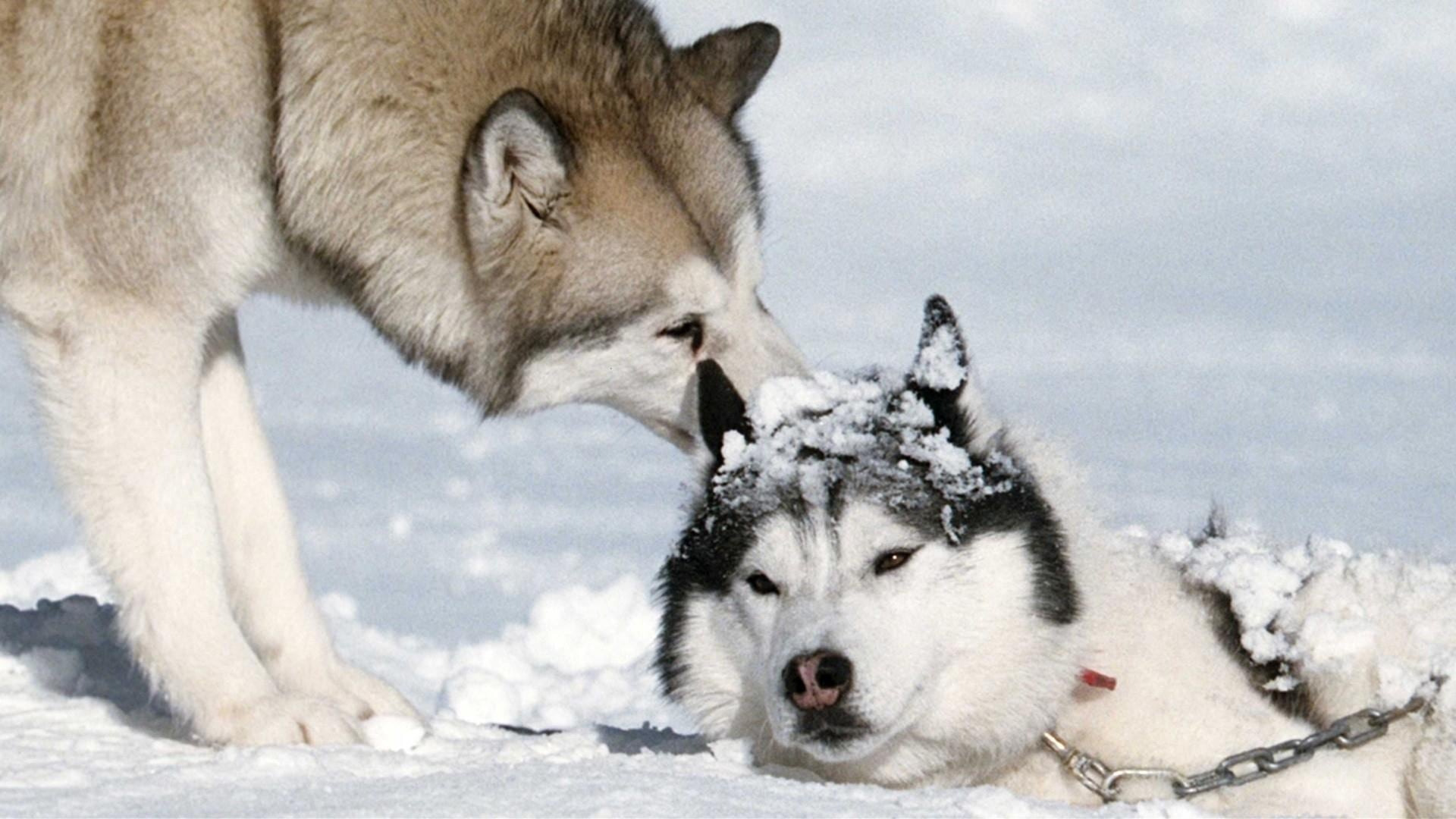 How'd we get so lucky? Vern is back again with a review of EIGHT BELOW!!! |  VERN'S REVIEWS on the FILMS of CINEMA, image size:1920x1080